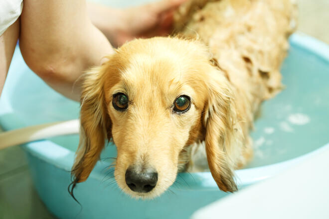 Can dogs get acne?