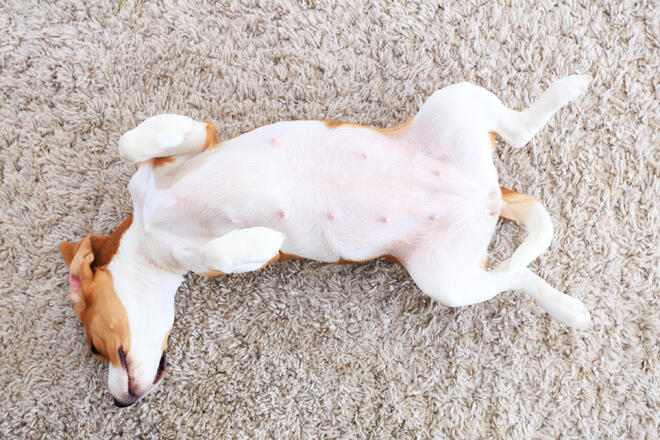 What are the six reasons dogs play pranks?