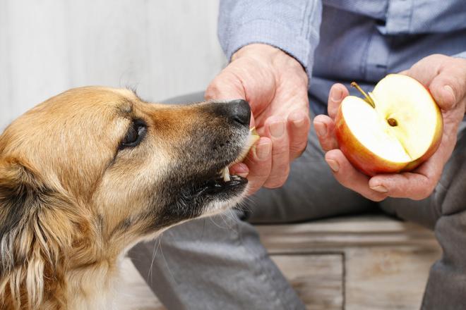 Can I eat when my dog has diarrhea?