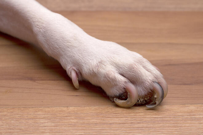 What is a dog's dewclaw? 