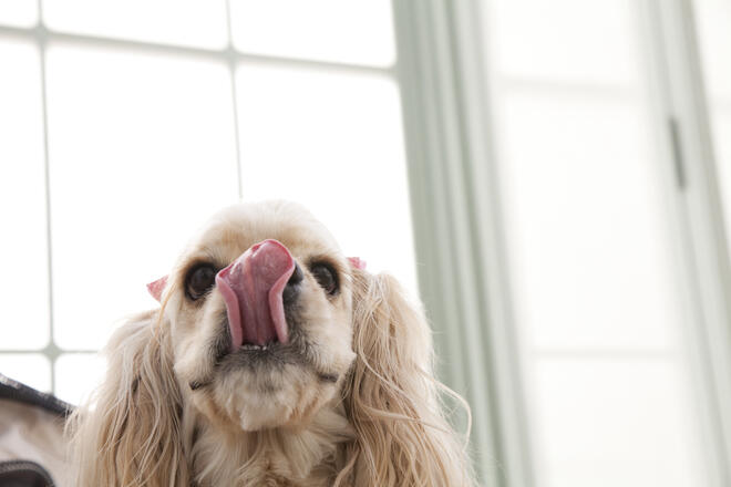 Why do dogs stick out their tongues?