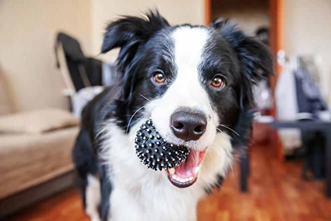 What are the six reasons dogs play pranks?