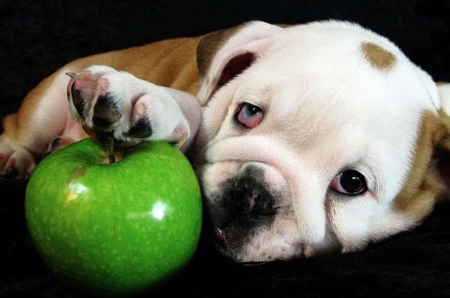 Can Dogs Eat Apples?Are Apples Safe For Dogs?