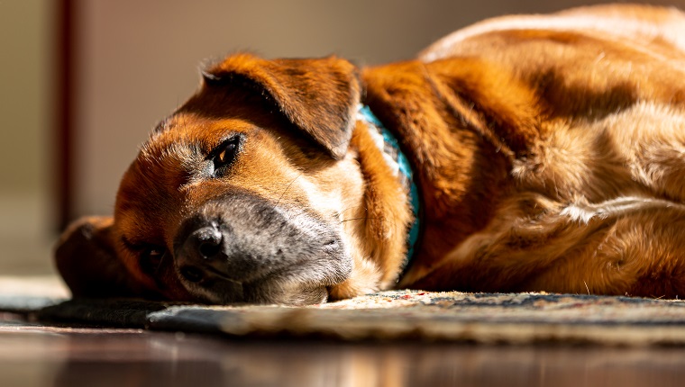Septic Arthritis In Dogs: Symptoms, Causes, & Treatments